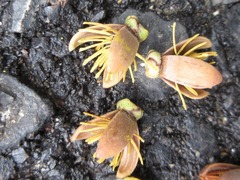 Arecaceae