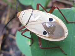 Probergrothius nigricornis