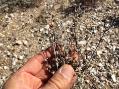 Antimima nordenstamii