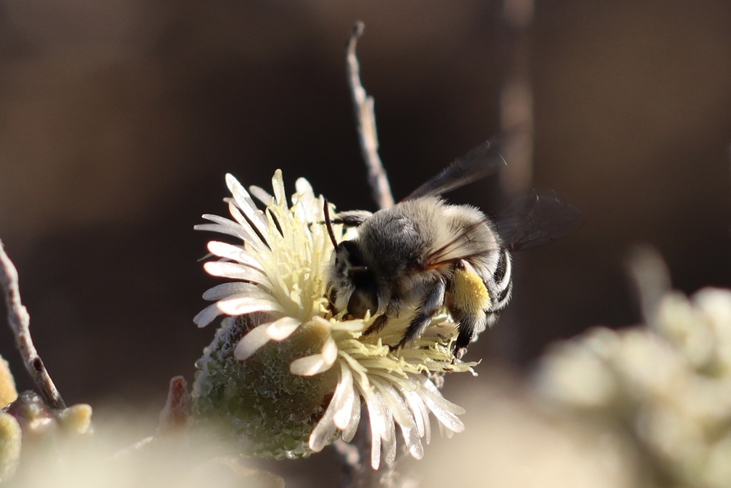 Pied Banded Digger Bee