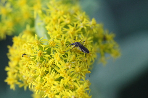 Unknown species found near Bedford Ln, Warrenville, IL 60555, USA