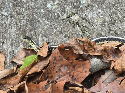 Garter Snake