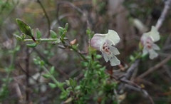 Prostanthera chlorantha