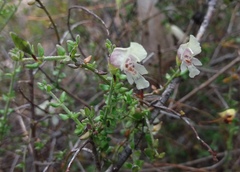 Prostanthera chlorantha