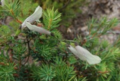 Prostanthera chlorantha