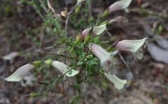 Prostanthera chlorantha