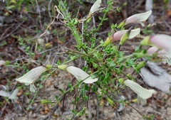 Prostanthera chlorantha