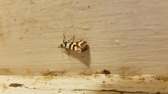 Hednotodes callichroa