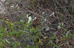 Prostanthera chlorantha