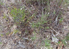 Prostanthera chlorantha