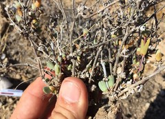Antimima nordenstamii