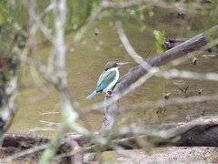 Todiramphus sordidus