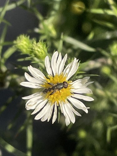 Unknown species found near N Woodruff Ave, Whitefish Bay, WI, US