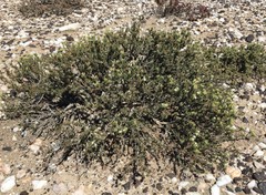 Frankenia fruticosa