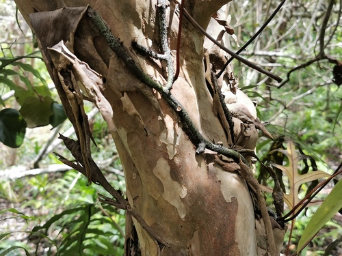 Eugenia lucida image