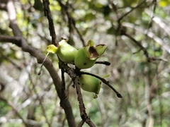 Eugenia lucida image