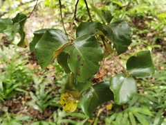 Eugenia lucida image