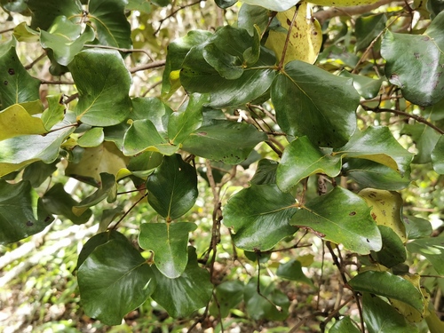 Eugenia lucida image