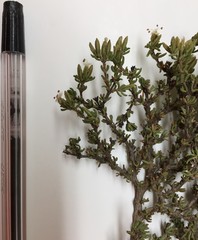 Frankenia fruticosa