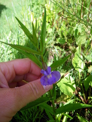 Mimulus ringens