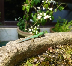 Phelsuma lineata elanthana