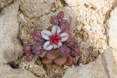 Sedum eriocarpum