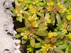 Sedum litoreum