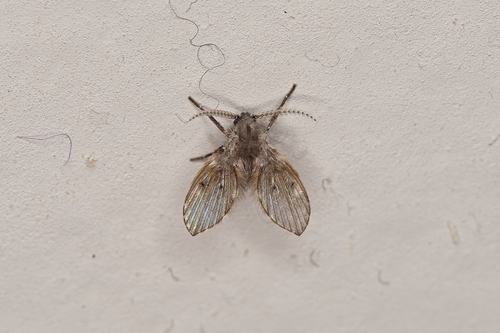 Unknown species found near Mequon, WI, USA