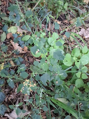 Chenopodium opulifolium, photograph 5