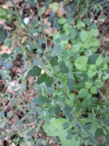 Chenopodium opulifolium, photograph 6
