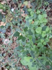 Chenopodium opulifolium, photograph author not stated, no rights reserved