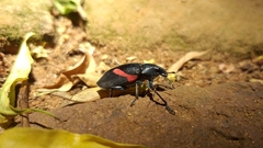 Polyclaeis equestris