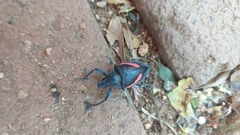 Polyclaeis equestris