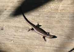 Emoia cyanura
