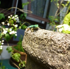 Phelsuma lineata elanthana
