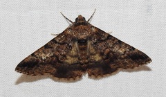 Cryphaea xylina