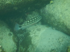Lutjanus decussatus
