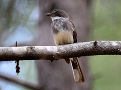 Rhipidura rufiventris