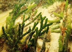 Caulerpa simpliciuscula