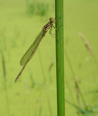 Lestes congener