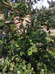 Quercus ilex