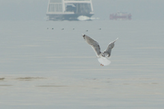 Larus cachinnans