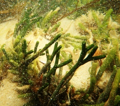 Caulerpa simpliciuscula