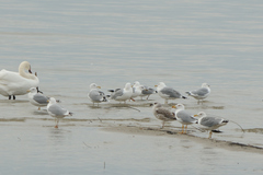 Larus cachinnans