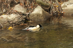 Mergus merganser