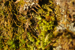 Nyholmiella obtusifolia