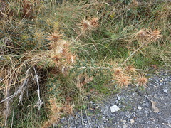 Ptilostemon hispanicus