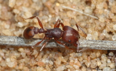 Tetramorium setuliferum
