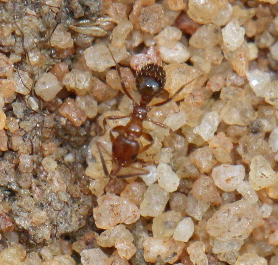 Tetramorium laevithorax
