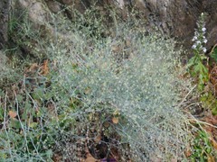 Rumex induratus